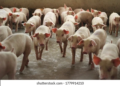 Okure Piggery Farm Grower Pigs