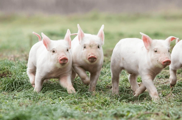 Okure Piggery Farm Piglets